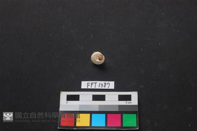 貝殼藏品圖，第2張