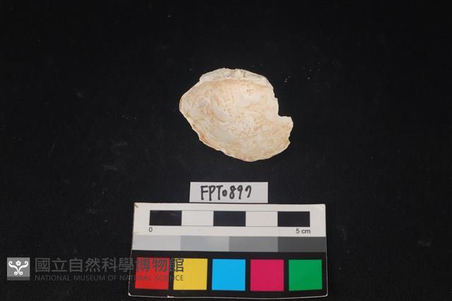 貝殼藏品圖，第2張