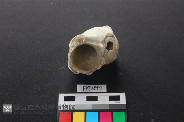 貝殼藏品圖，第2張