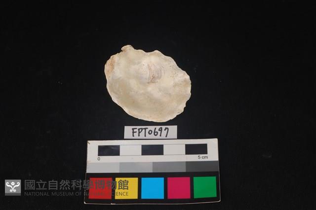 貝殼藏品圖，第2張