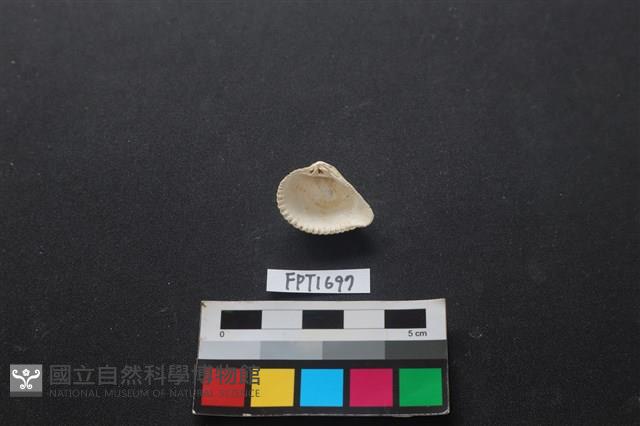 貝殼藏品圖，第2張