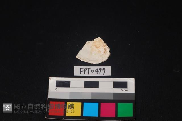 貝殼藏品圖，第2張