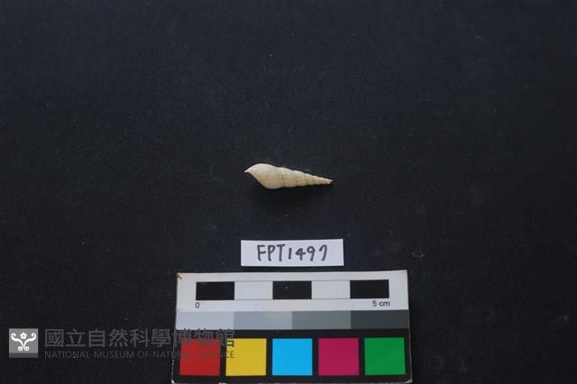貝殼藏品圖，第2張