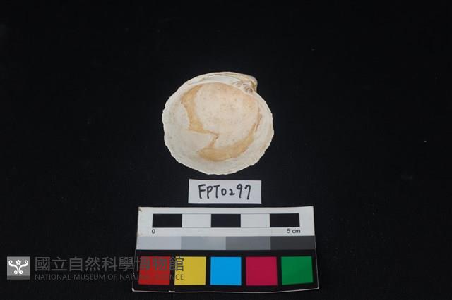 貝殼藏品圖，第2張