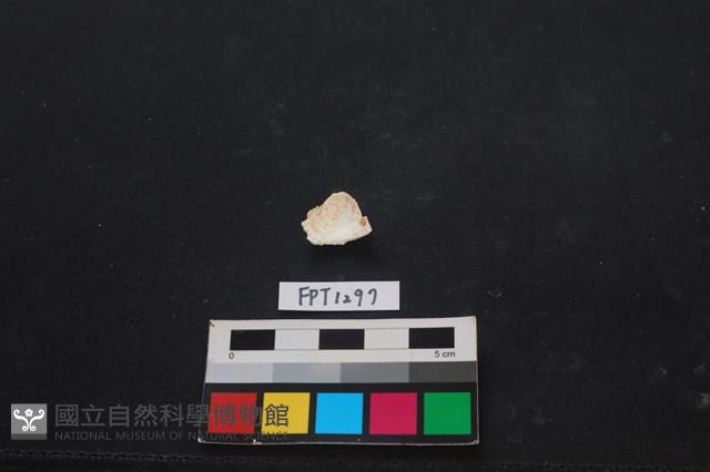 貝殼藏品圖，第2張