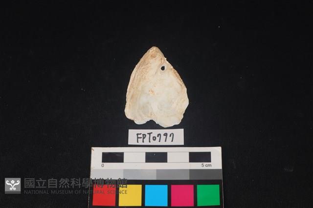 貝殼藏品圖，第2張