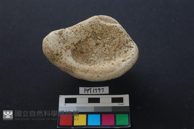 珊瑚藏品圖，第2張