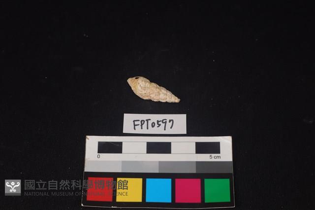 貝殼藏品圖，第2張
