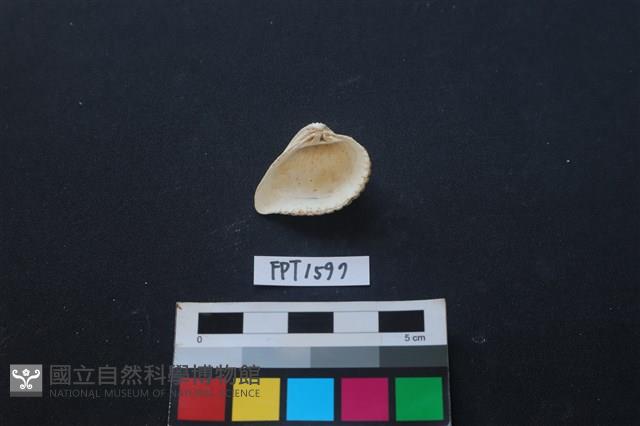 貝殼藏品圖，第2張