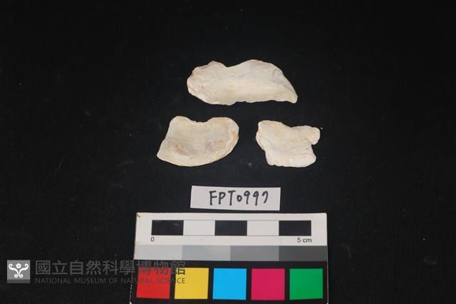 貝殼藏品圖，第2張