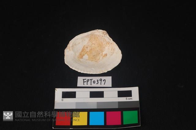 貝殼藏品圖，第2張