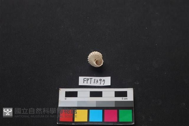 貝殼藏品圖，第2張