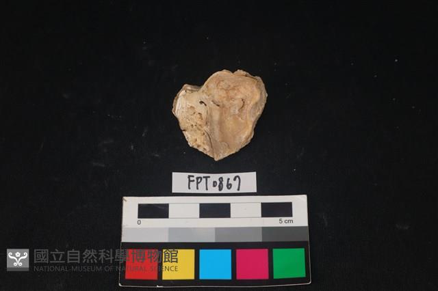 貝殼藏品圖，第2張