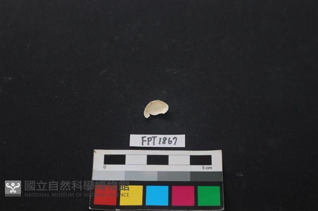 貝殼藏品圖，第2張