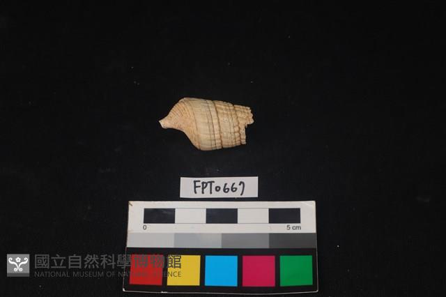 貝殼藏品圖，第2張