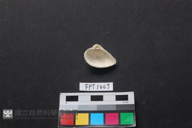貝殼藏品圖，第2張