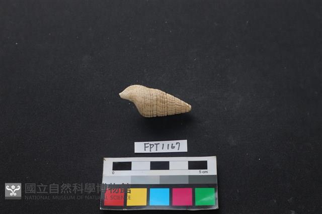 貝殼藏品圖，第2張