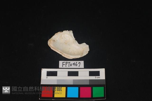貝殼藏品圖，第2張