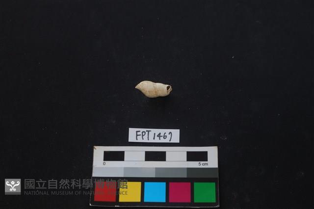 貝殼藏品圖，第2張