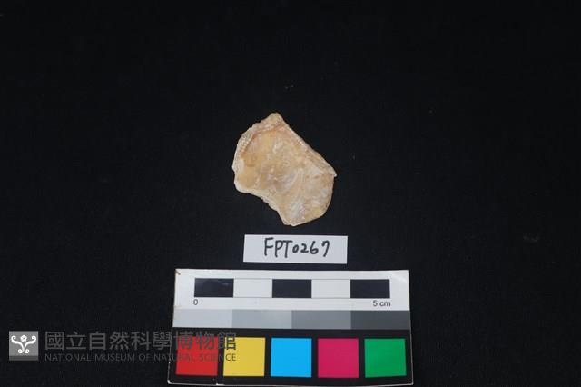 貝殼藏品圖，第2張