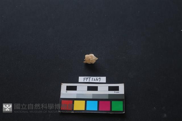貝殼藏品圖，第2張