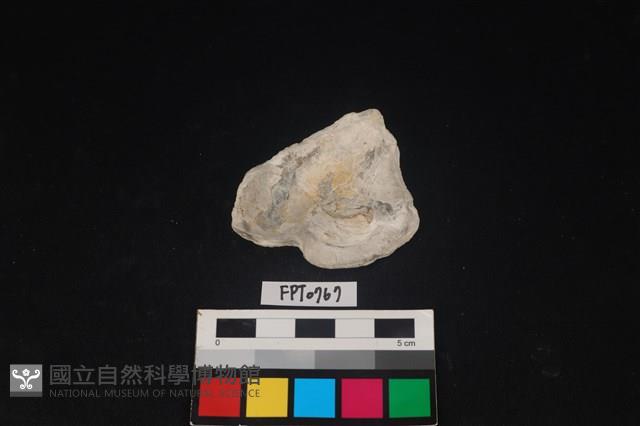 貝殼藏品圖，第2張
