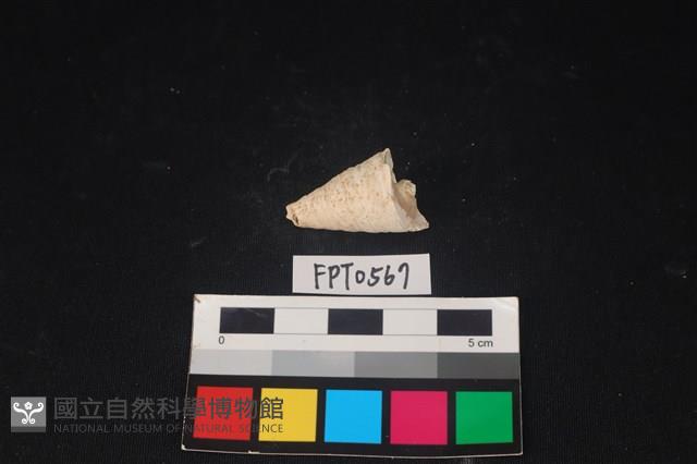 貝殼藏品圖，第2張