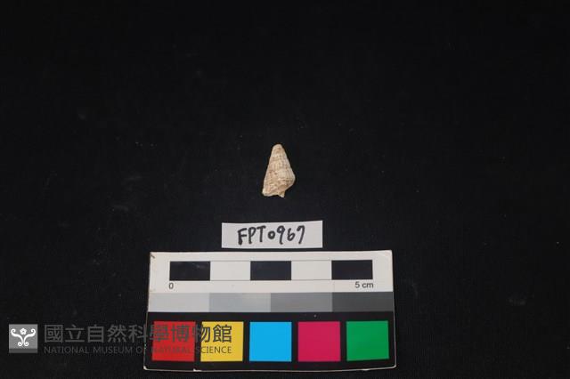 貝殼藏品圖，第2張