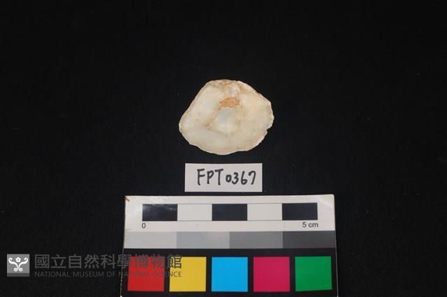 貝殼藏品圖，第2張