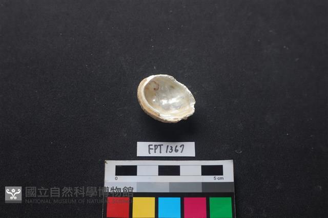 貝殼藏品圖，第2張