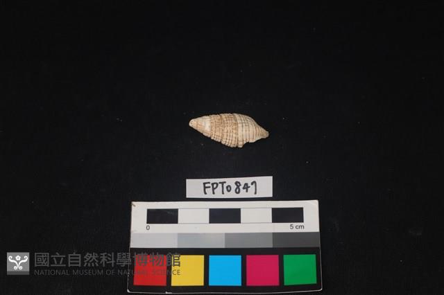 貝殼藏品圖，第2張