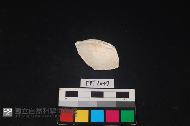 貝殼藏品圖，第2張