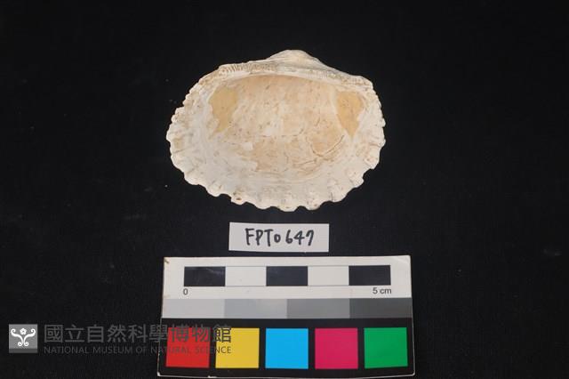 貝殼藏品圖，第2張