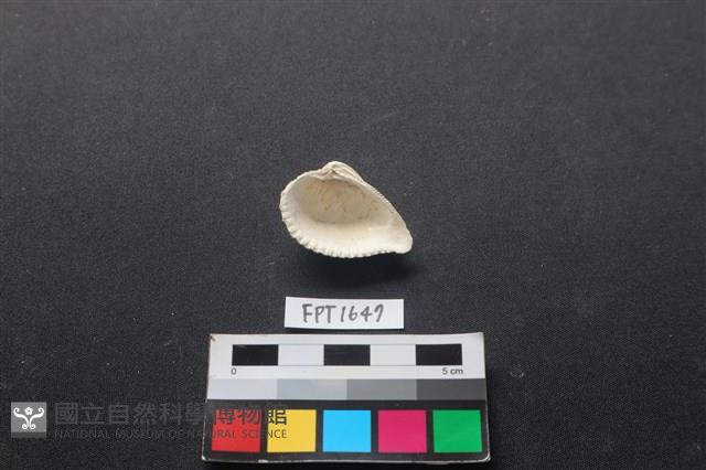 貝殼藏品圖，第2張