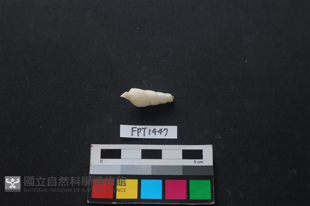 貝殼藏品圖，第2張
