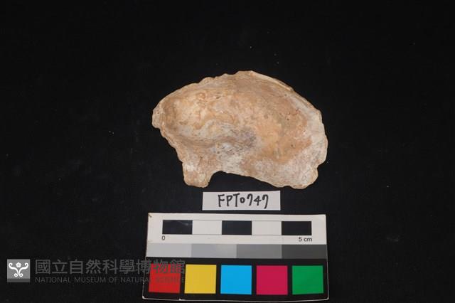 貝殼藏品圖，第2張