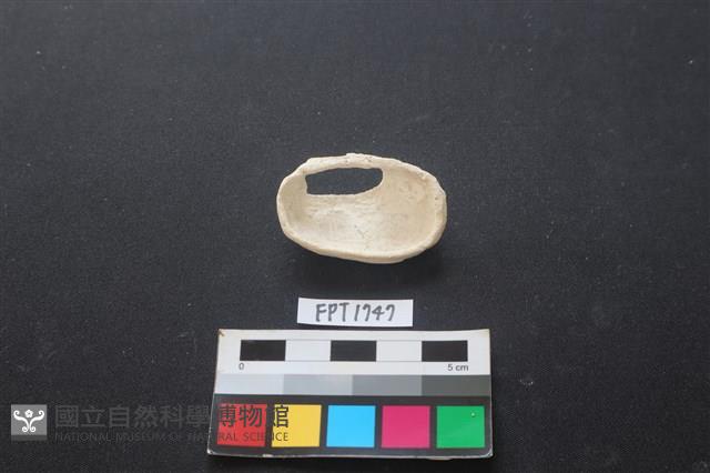 貝殼藏品圖，第2張