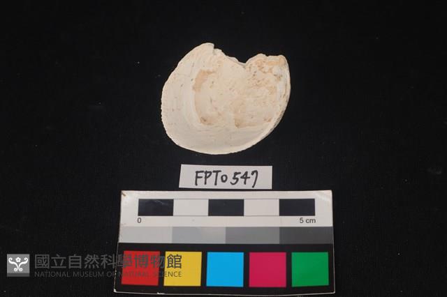 貝殼藏品圖，第2張