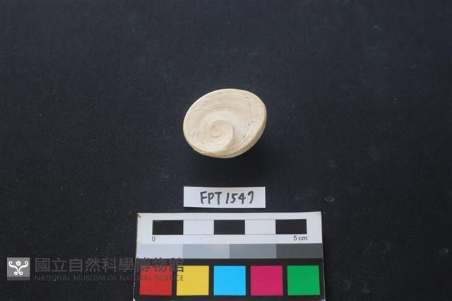 貝殼藏品圖，第2張