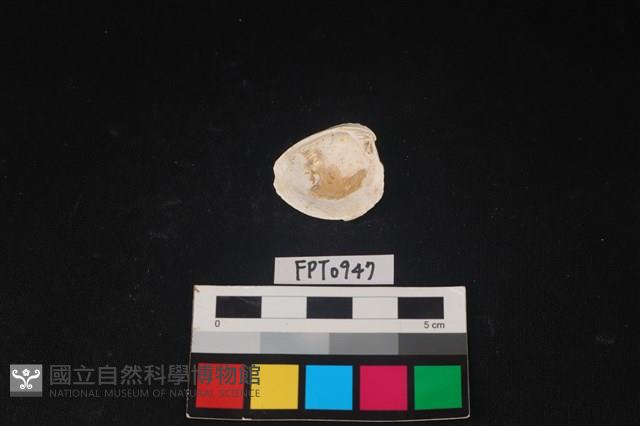 貝殼藏品圖，第2張