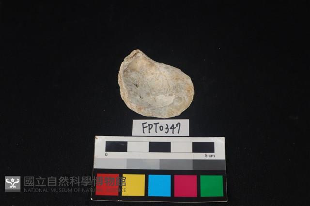 貝殼藏品圖，第2張