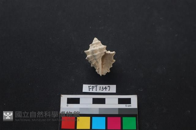 貝殼藏品圖，第2張