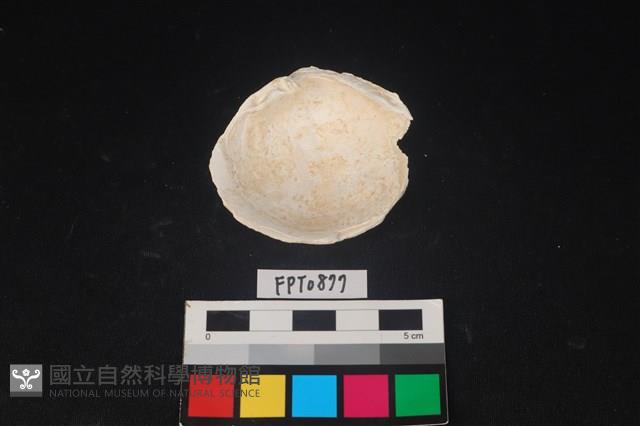 貝殼藏品圖，第2張