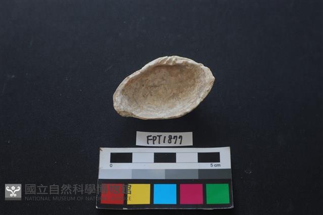 貝殼藏品圖，第2張