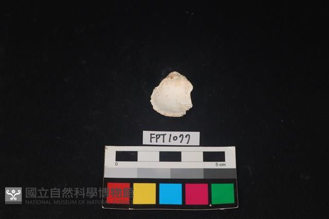 貝殼藏品圖，第2張