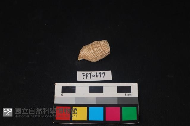 貝殼藏品圖，第2張