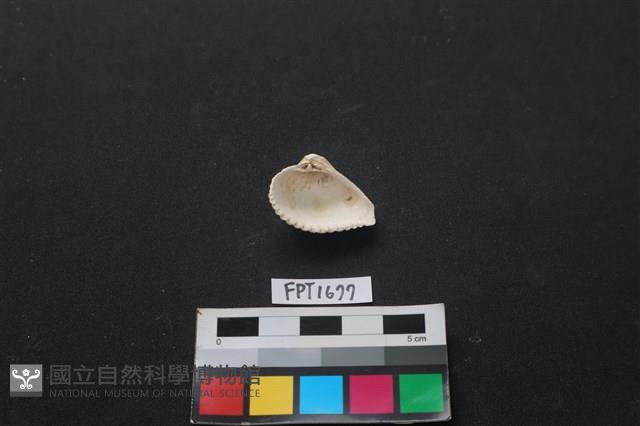 貝殼藏品圖，第2張