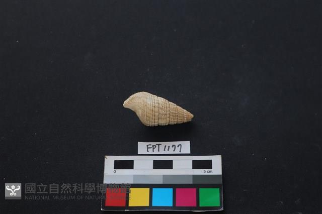 貝殼藏品圖，第2張