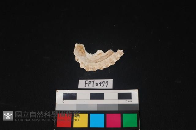 貝殼藏品圖，第2張