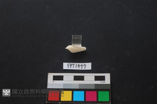 貝殼藏品圖，第2張